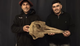 Amigos saem para pescar e encontram por engano um crânio de golfinho de 5000 anos na Argentina
