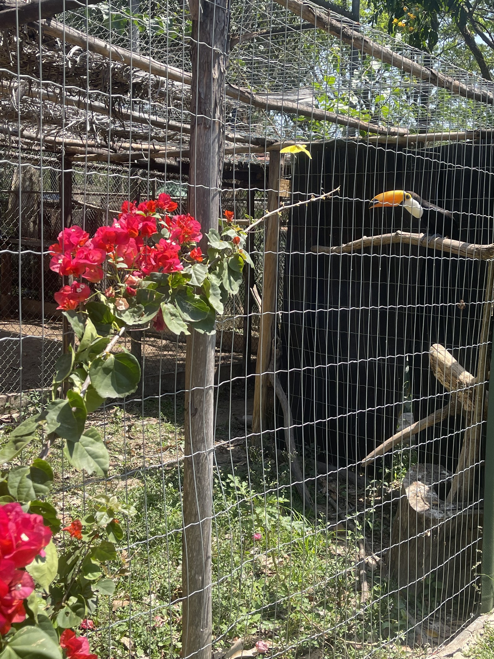 Único centro de triagem de animais silvestres no Rio, em Seropédica, está fechado após surto de tuberculose em macacos. O lugar já não recebia animais do estado do Rio devido a problemas judiciais com o Inea. Agora, a situação se agrava — Foto: Pedro Henrique Antunes / Ibama-RJ