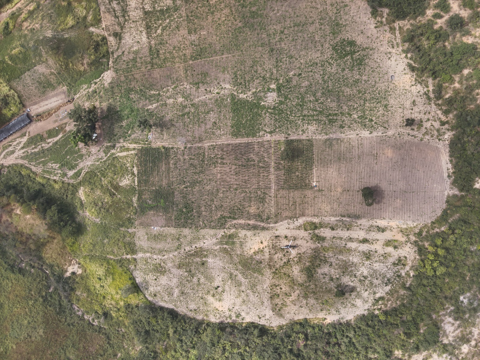 32 mil pés e 8 campos de futebol: Veja vídeos da plantação de maconha encontrada em Minas Gerais