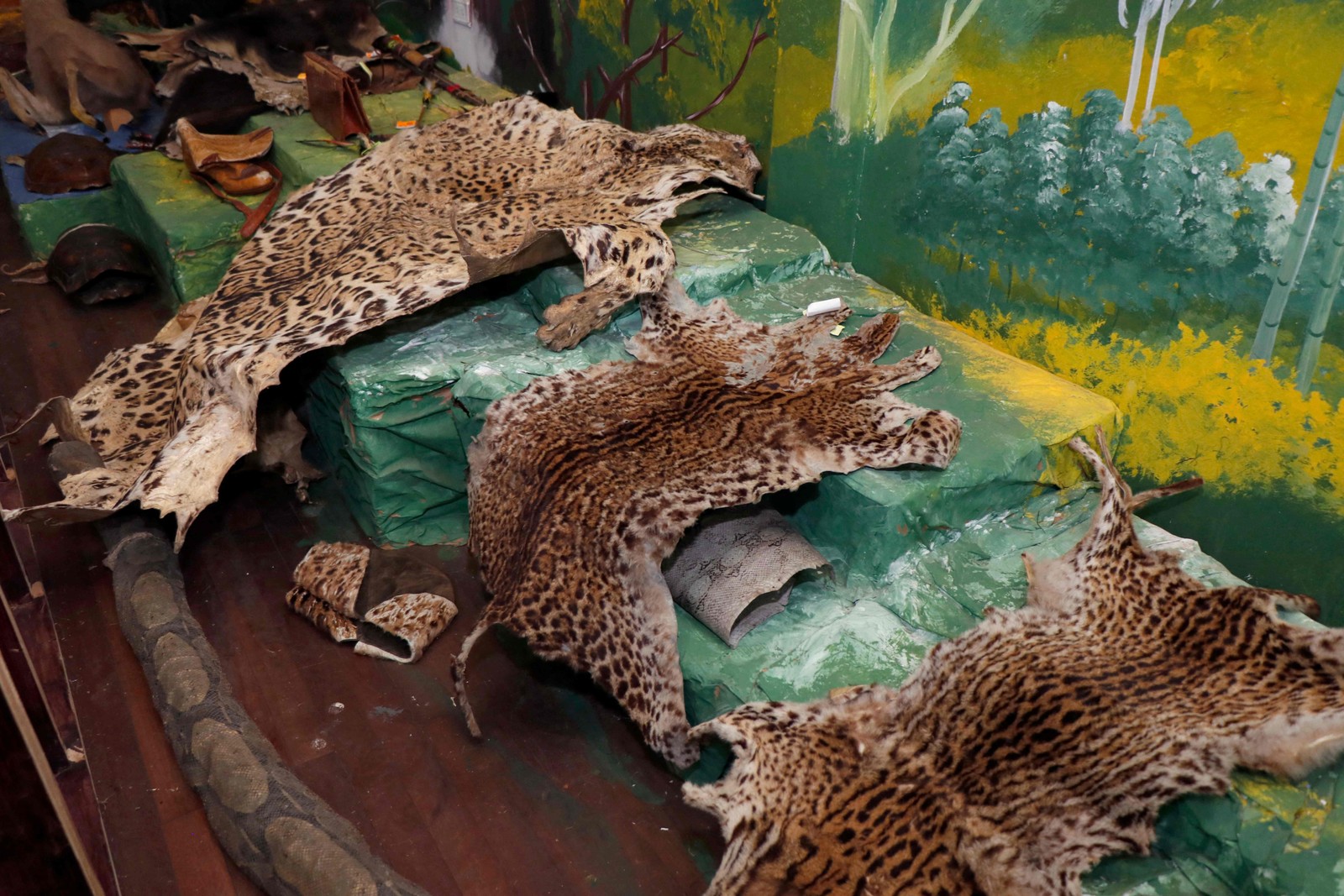 Foto de peles de onça expostas no museu de materiais confiscados da Unidade Nacional de Polícia de Proteção Ambiental (UPMD), em Quito — Foto: Galo PAGUAY / AFP