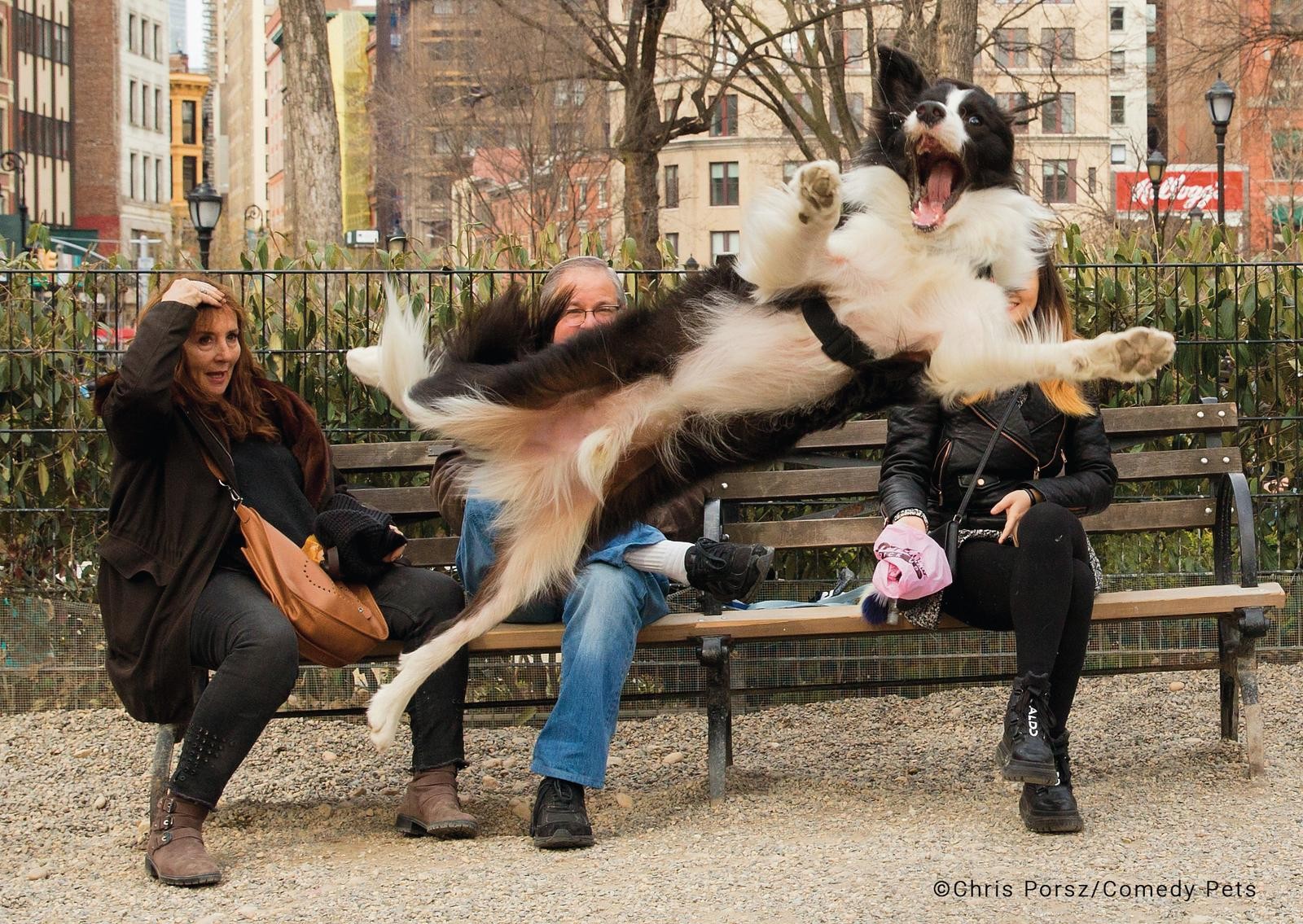 Cão salta e late ao mesmo tempo — Foto: Comedy Pet Photo Awards/Chris Porsz