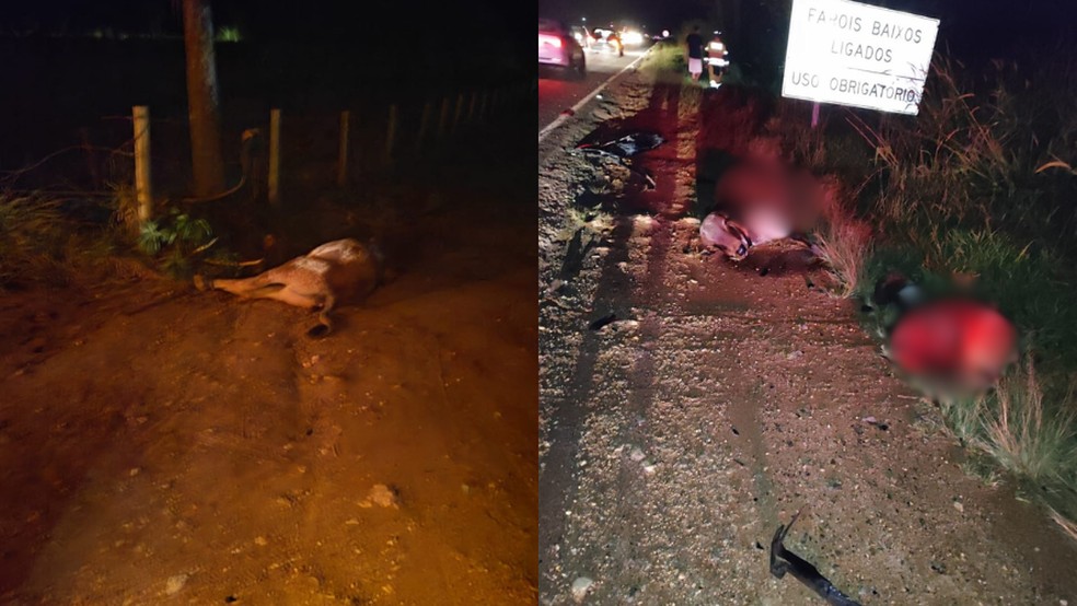 Quatro bois morreram atropelados em MG, um deles chegou a ser partido ao meio &mdash; Foto: Divulga&ccedil;&atilde;o | CBMMG