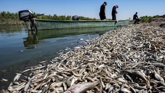 Milhares de peixes são encontrados mortos às margens de rio no Iraque; veja fotos