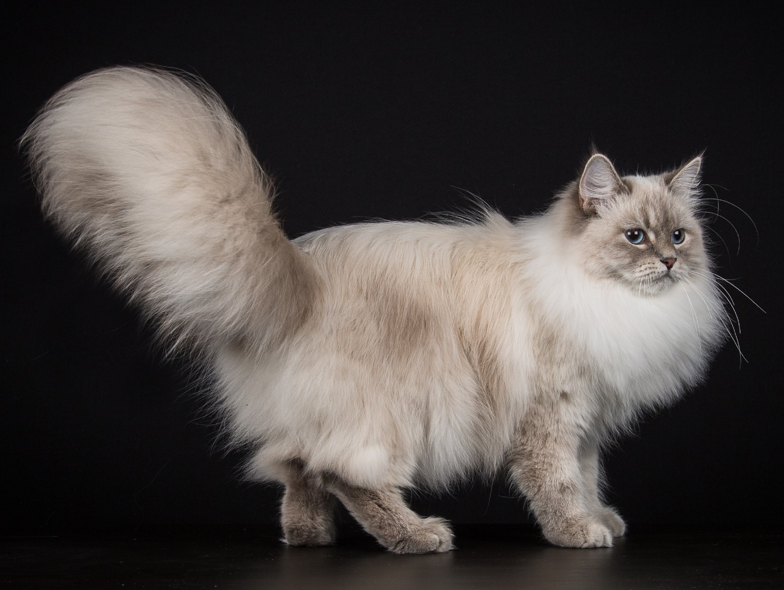 Dia do gato: saiba quantas horas os felinos precisam dormir por dia e o ...