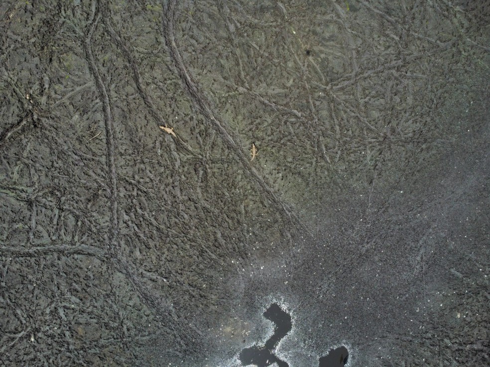 Mais de 30 jacarés-de-papo-amarelo correm risco devido à secura quase total do lago do Parque Natural Bosque da Barra da Tijuca, na Zona Oeste do Rio. — Foto: Custódio Coimbra/O Globo