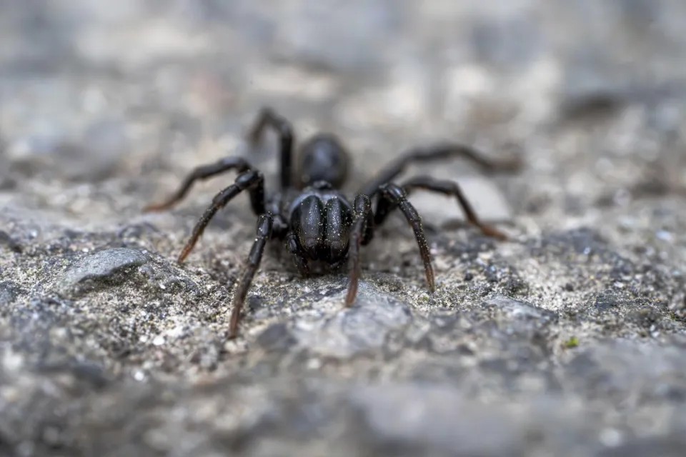 ‘Mini-tarântula’ rara que caça insetos através da própria toca é avistada no Reino Unido; entenda