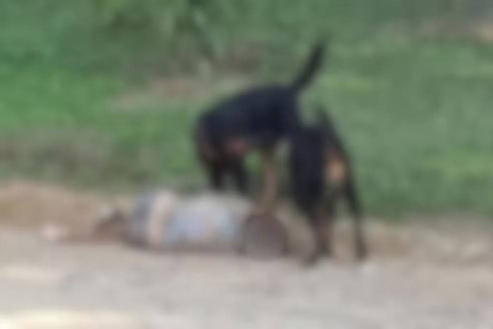 Idosa de 73 anos é atacada por dois rottweilers, perde as orelhas e corre risco de amputação em SP