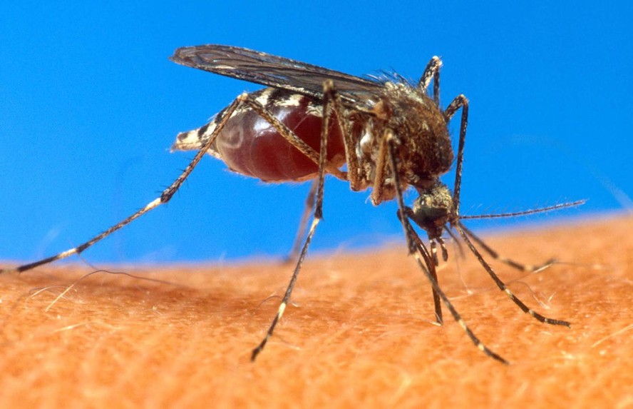 Mosquito Anopheles é o vetor que transmite a malária