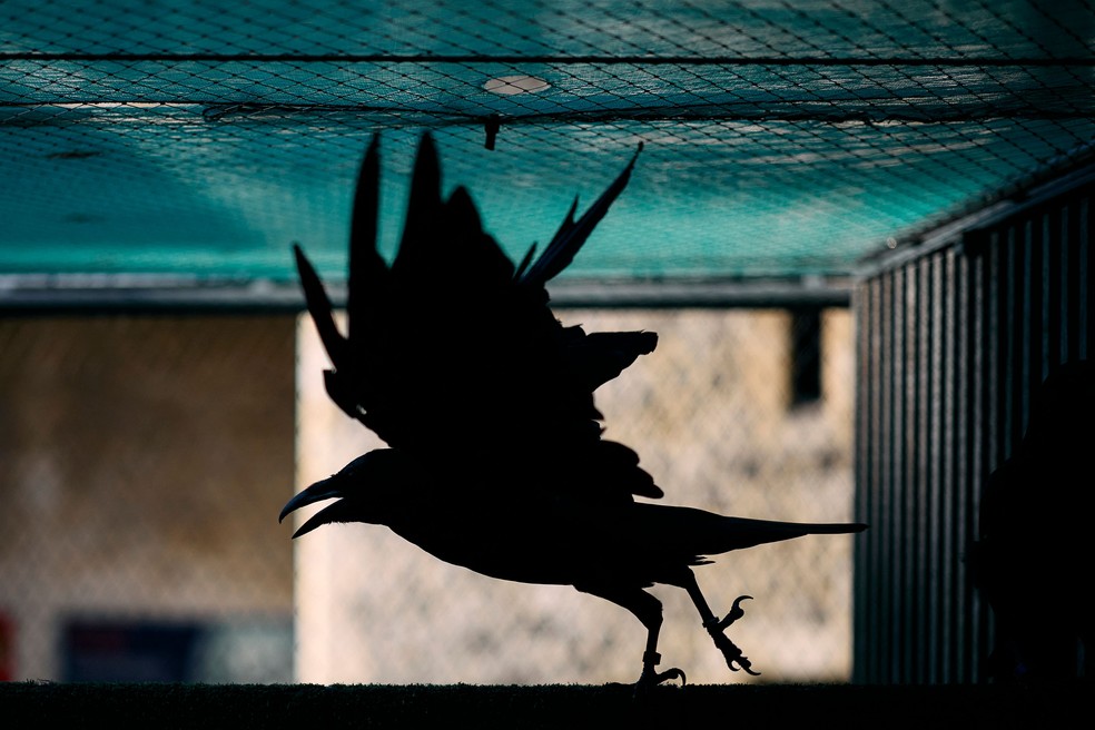 Um dos corvos da Torre de Londres: segundo a lenda, surgida no reinado de Charles II, no século XVII, enquanto houver uma dessas aves na antiga fortaleza, o reino da Inglaterra se manteria de pé — Foto: Benjamin Cremel / AFP