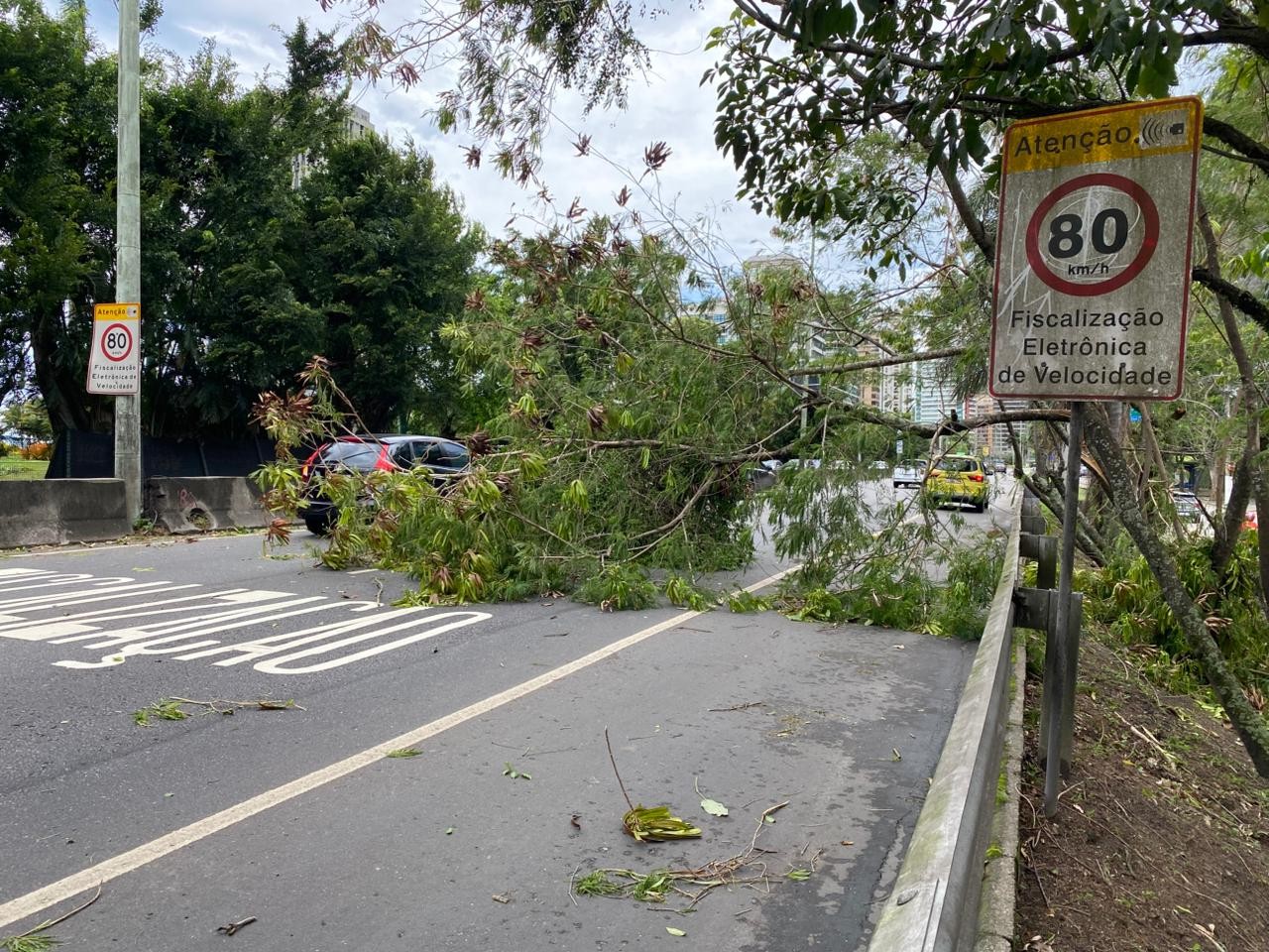 Some fallen trees around the city — Photo: Filipe Bias