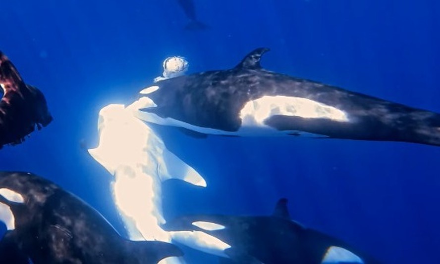 Vídeo: Orcas cercam tubarão-baleia e miram no fígado em ataque mortal ...