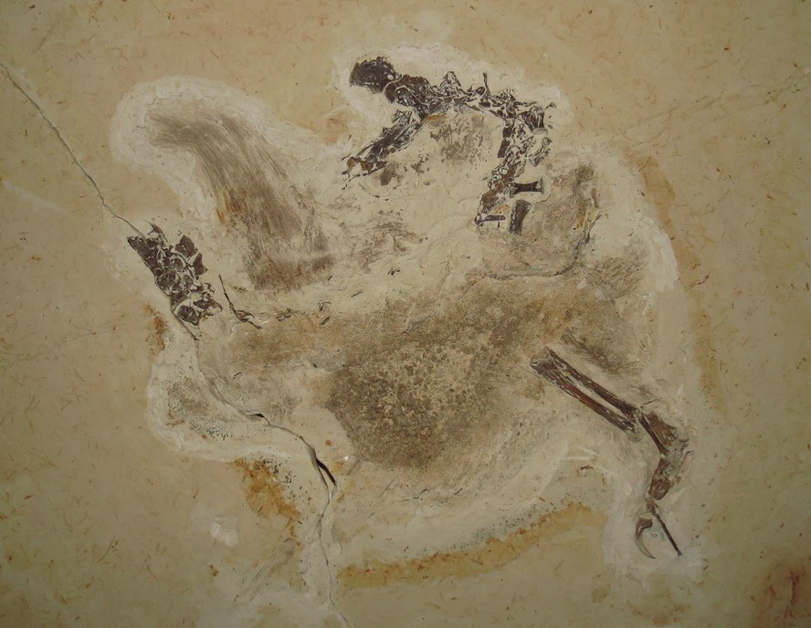 Fóssil Ubirajara