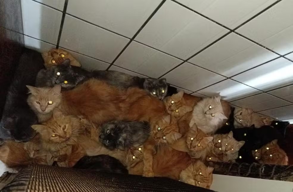 Idosa que vivia com mais de 100 gatos em SC passará por avaliação psicológica e acompanhamento de saúde