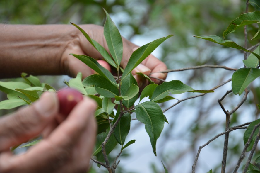 Colheita de camu-camu, fruto que faz parte da cadeia da Deveras Amazônia
