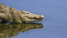 Adolescente morre após suspeita de ataque de crocodilo na Austrália