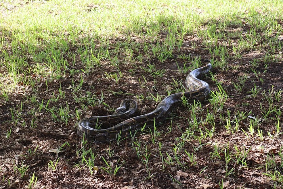 Pítons-birmanesa capturada no Florida Python Challenge de 2026 — Foto: Divulgação | FWC