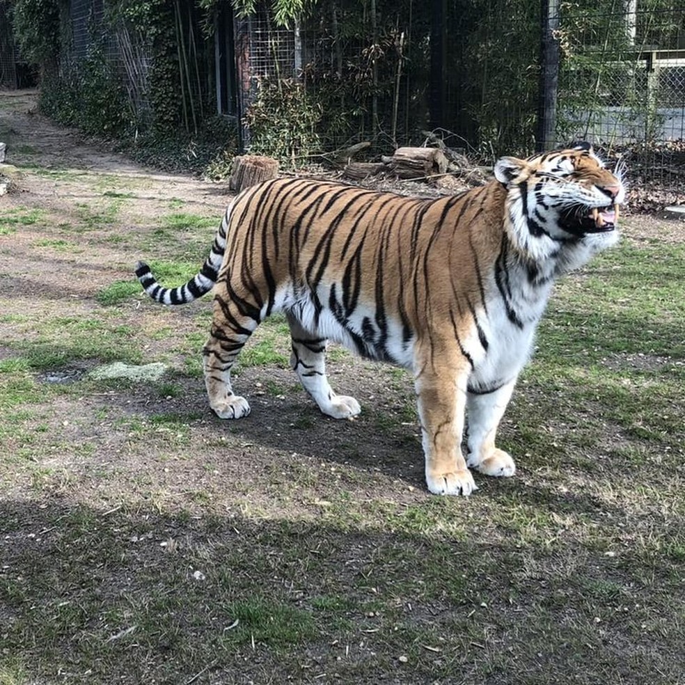 Tigre de bengala do zoológico em Nova Jersey, nos EUA — Foto: Reprodução