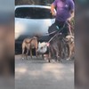 Porco passeia com cachorros em rua de Botafogo, na Zona Sul do Rio - Reprodução / Redes sociais