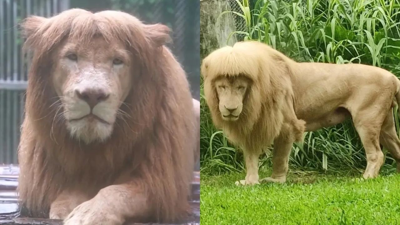 Leão conhecido por juba em estilo 