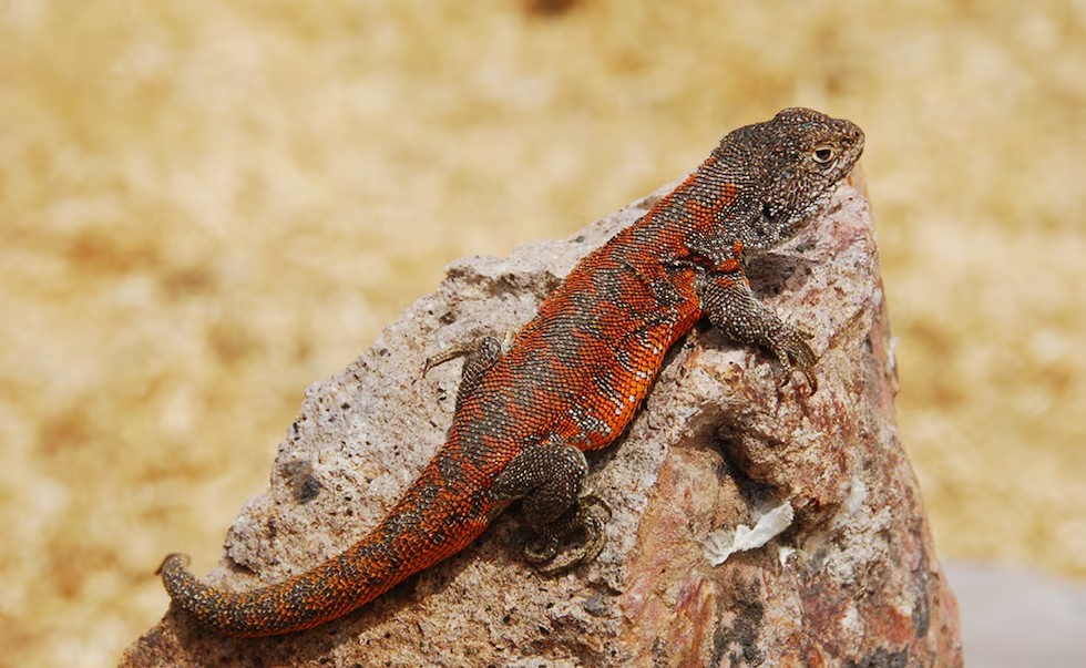 Descoberta nova espécie de lagarto endêmica do Peru que vive a mais de 4 mil metros de altitude - QTU Questões do Universo