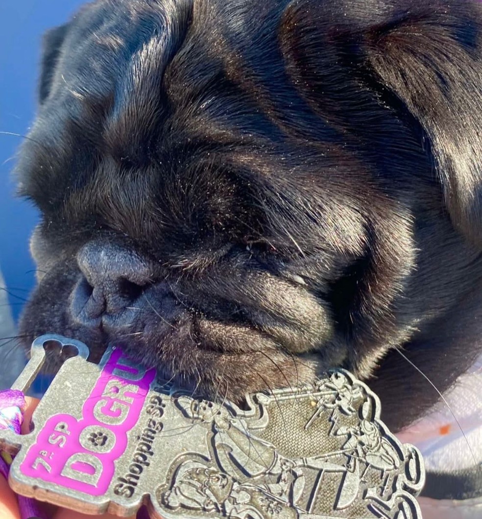 Pet Run: pug recebe medalha da sétima edição; em 2025 o evento chega à 10.ª prova — Foto: Arquivo pessoal