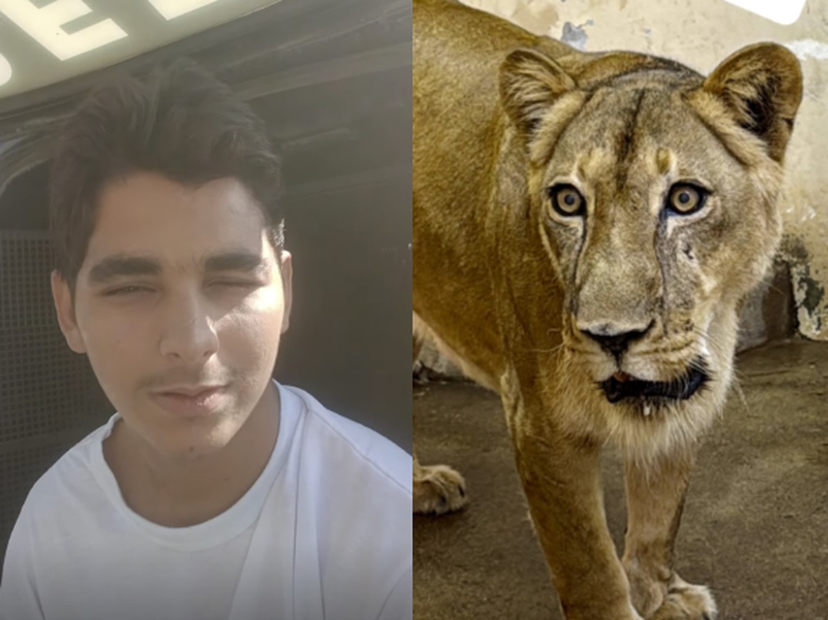 Jovem morto ao invadir jaula de leoa expõe falhas do cuidado da esquizofrenia