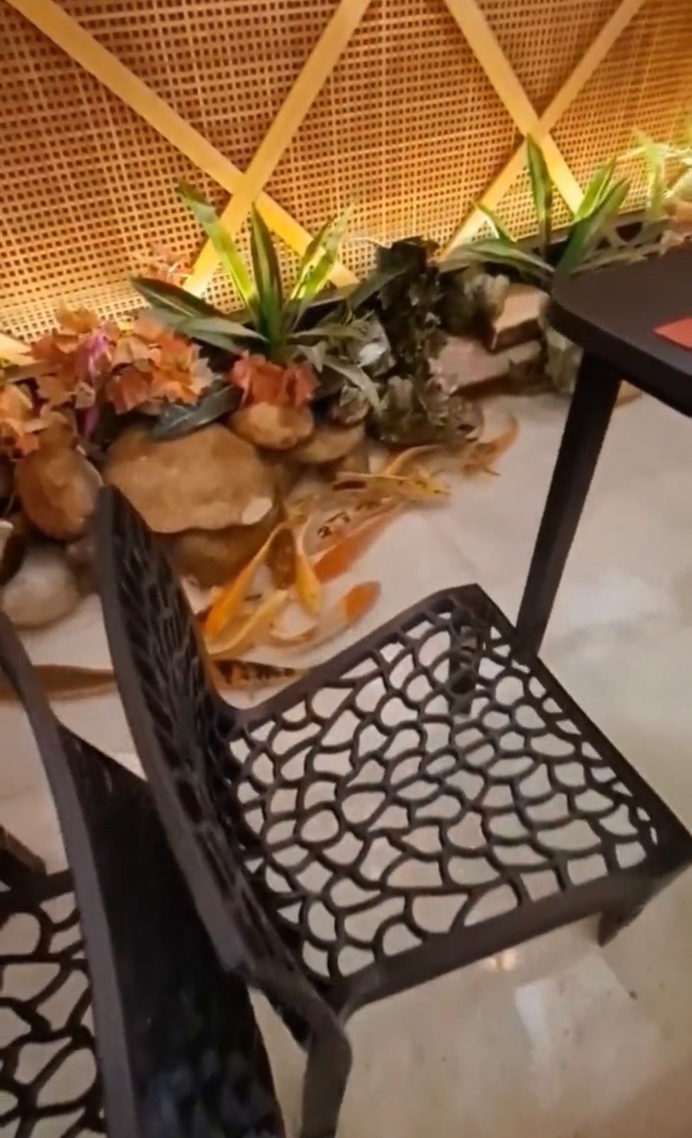 Restaurante japonês no DF põe clientes com pés dentro de aquário com peixes