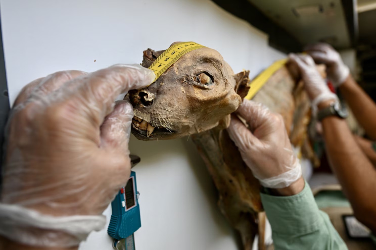 Cientistas encontram guepardos mumificados h&aacute; at&eacute; 1.800 anos em cavernas da Ar&aacute;bia Saudita