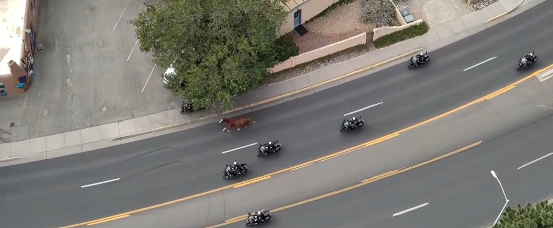 Cavalo foge antes de desfile no Novo México e é perseguido por policiais; veja vídeo
