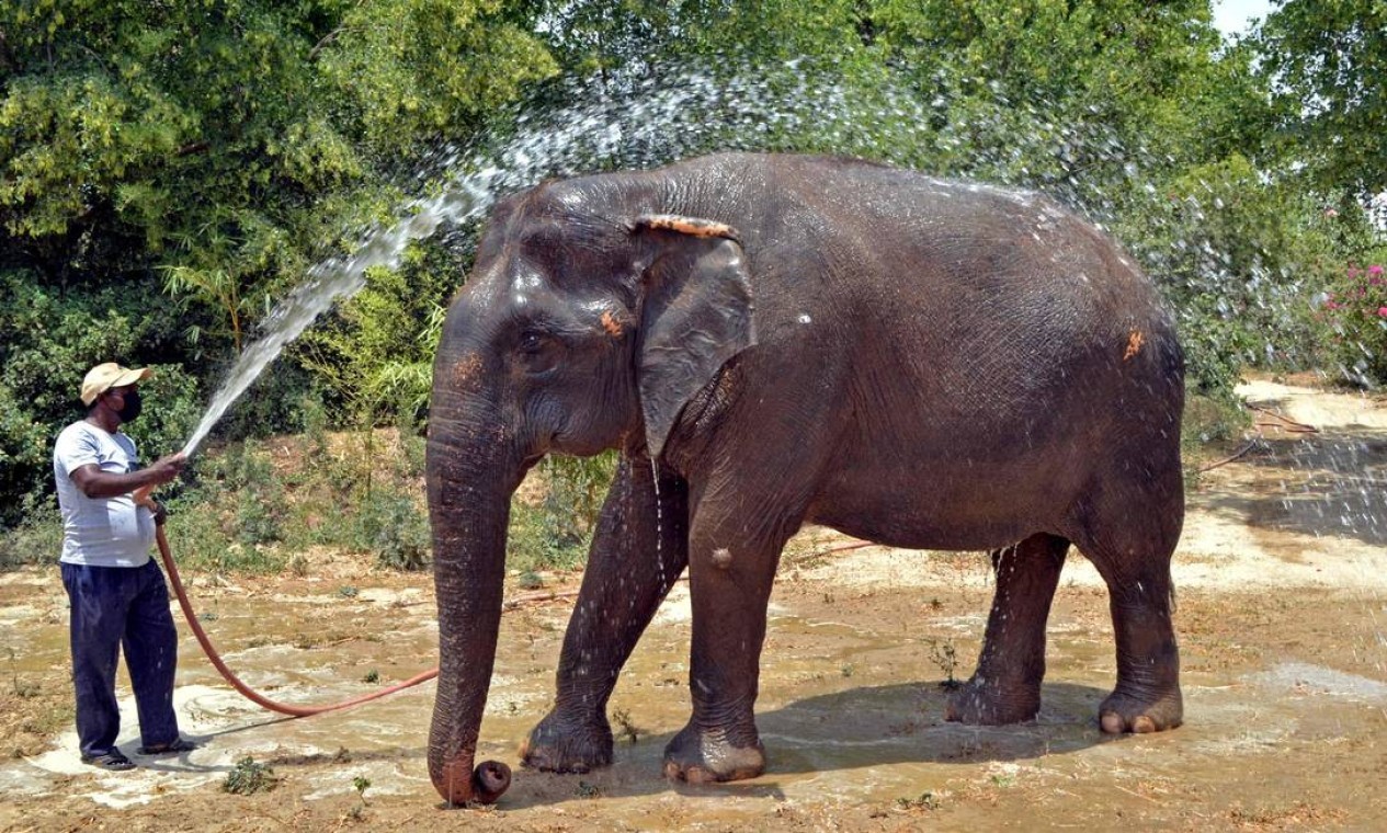 Zelador refresca um elefante dentro das instalações da Wildlife Conservation Organization, em Farah, no estado de Uttar Pradesh  — Foto: PAWAN SHARMA / AFP
