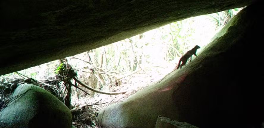 Como é o gato-do-mato-pequeno, menor felino selvagem do Brasil registrado no Rio