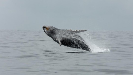 Ingressos para observação de baleias em Niterói já estão à venda