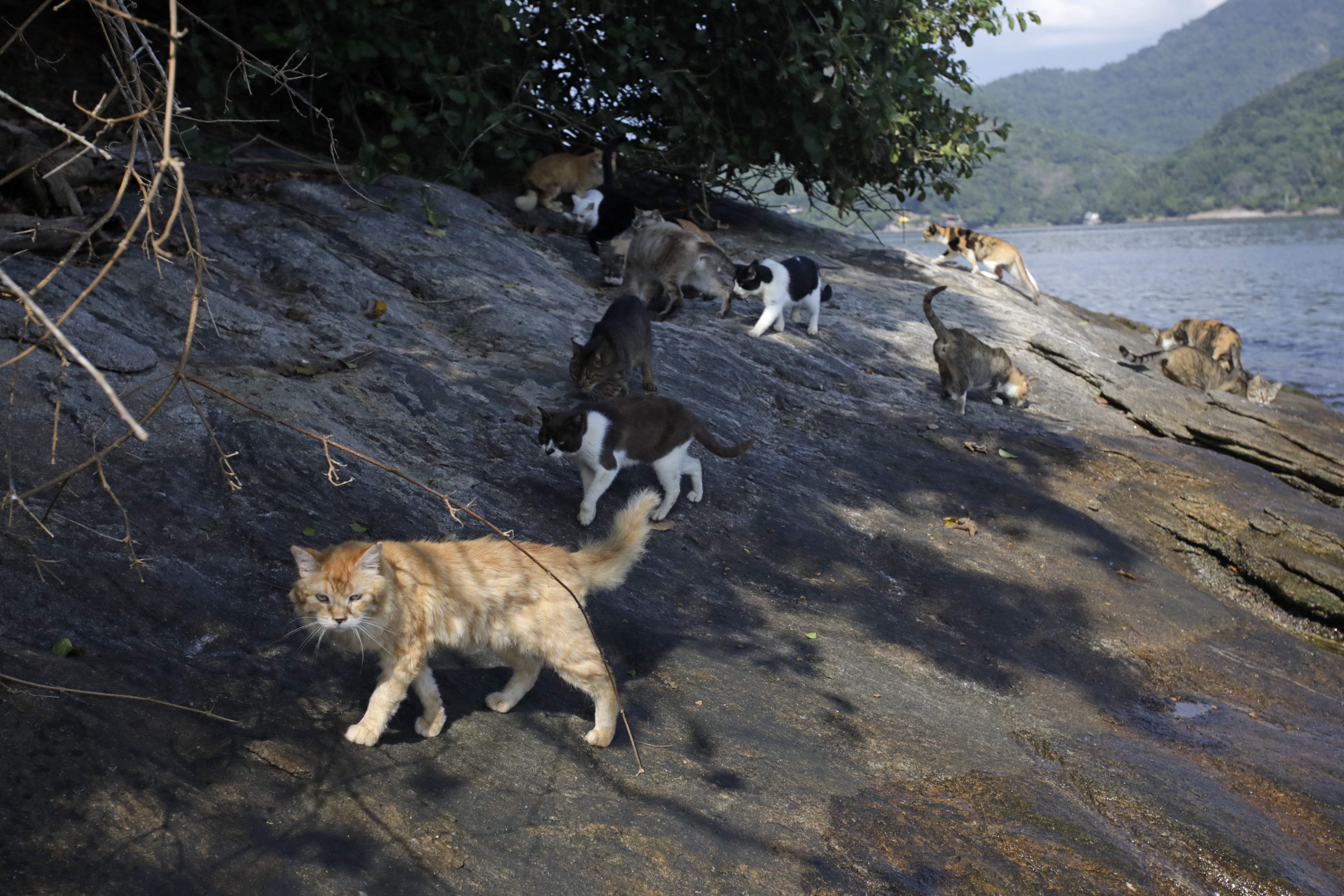 O drama da 'Ilha dos Gatos', na Costa Verde do Rio: abandono de felinos acende alerta para a saúde humana e da fauna marinha