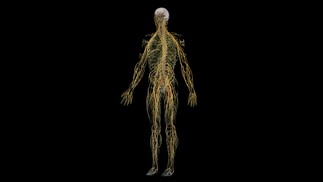Também chamado de sistema neural, o sistema nervoso é responsável por controlar as ações voluntárias e involuntárias realizadas pelo corpo — Foto: Divulgação/SciePro