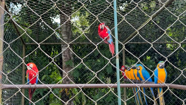 Mais de trinta animais silvestres mantidos em cativeiros são resgatados ...