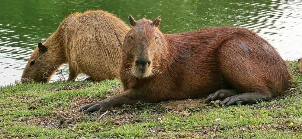 109505447 capivaras louras e outras de pelagem escura e normal no pantanal de pocone em mato grosso capivaras