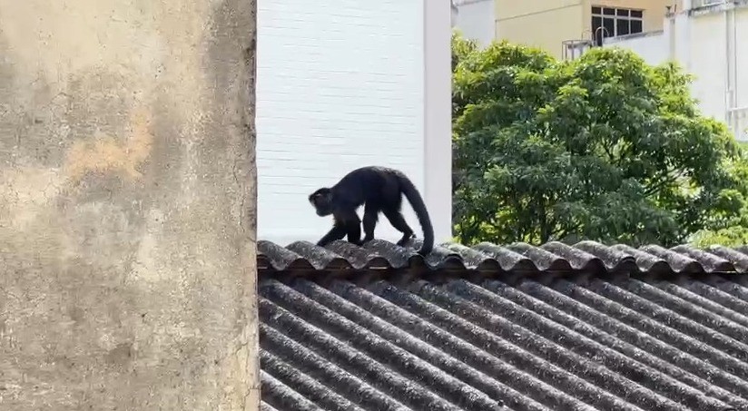 Visita inesperada: macaco-prego passeia pelo Bairro Peixoto, em Copacabana, e preocupa moradores; vídeo