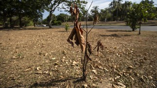 Grama do Aterro do Flamengo amarelada por falta de chuvas. — Foto: Alexandre Cassiano/ Agência O Globo