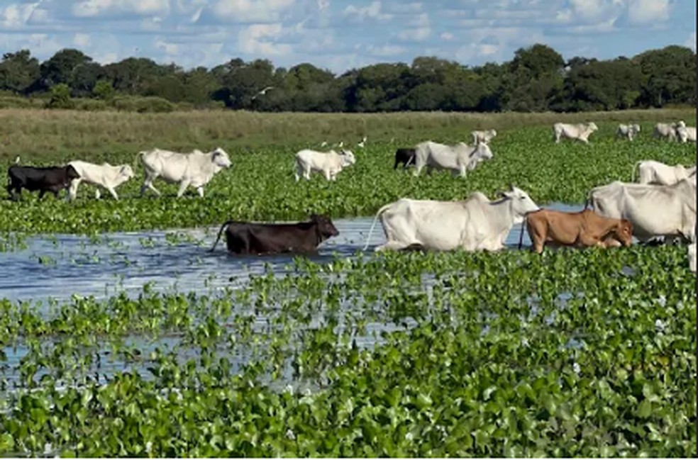 Recuperação de pastagens no Pantanal — Foto: Eduardo Cruzetta