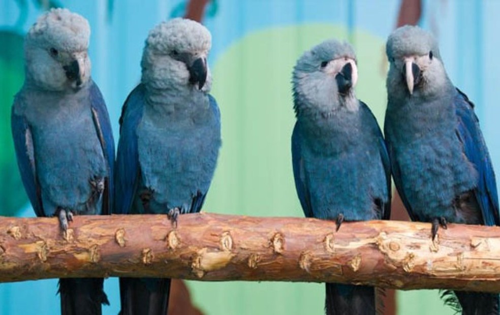 Ararinha-azul — Foto: Divulgação/Governo Federal