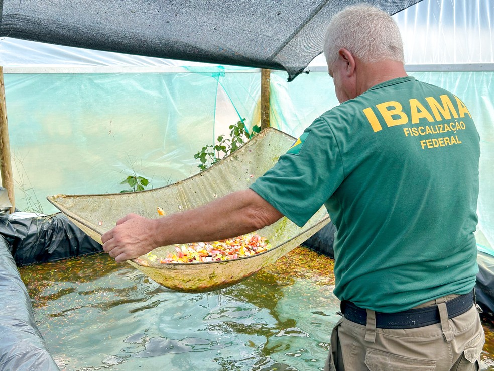 Ibama realizou operação para combater a criação e comercialização de peixes ornamentais geneticamente modificados — Foto: Divulgação/Ibama