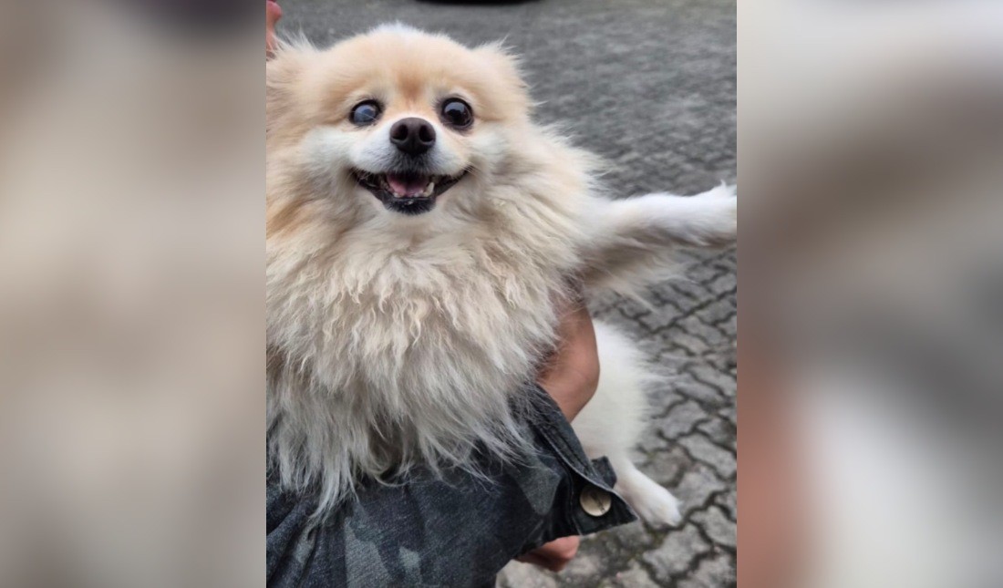 Image for Lulu da Pomerânia é furtado, colocado à venda e recuperado; suspeito é preso por receptação do cão, em Joinville (SC)