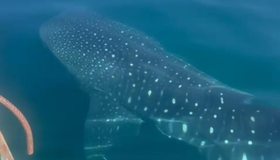 Nadadoras encontram tubarão-baleia em travessia do Leme ao Pontal