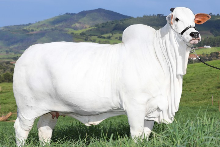 Vaca nelore goiana avaliada em R$ 21 milhões tem recorde no Guinness como a fêmea bovina mais cara do mundo — Foto: Divulgação