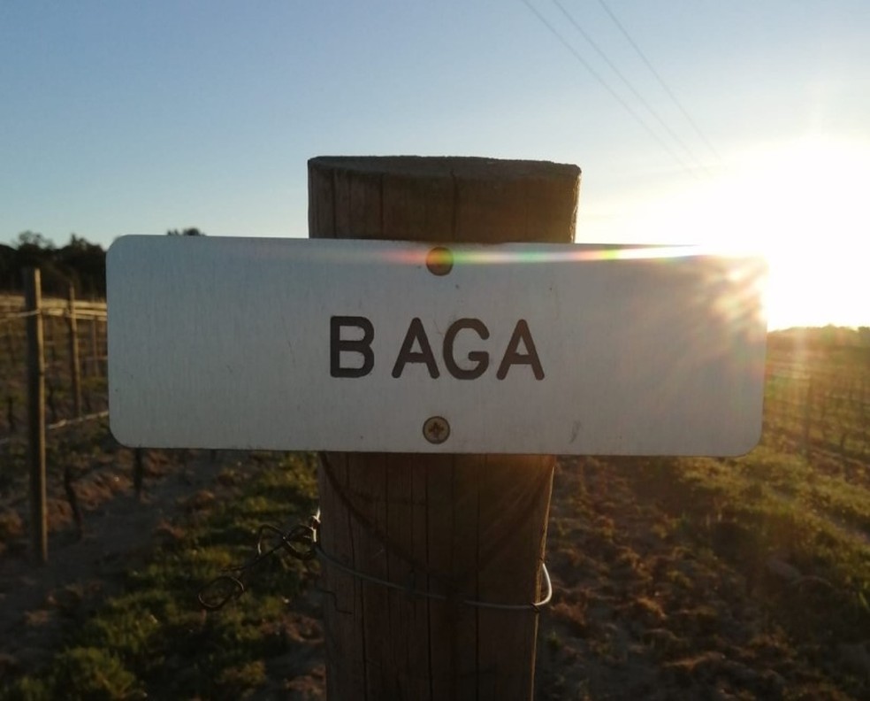 Vinhedo de Baga na Casa da Passarella — Foto: Divulgação / Casa da Passarella