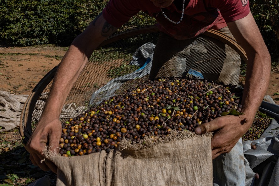 Um trabalhador embala grãos de café durante a colheita em Jacutinga, em Minas Gerais
