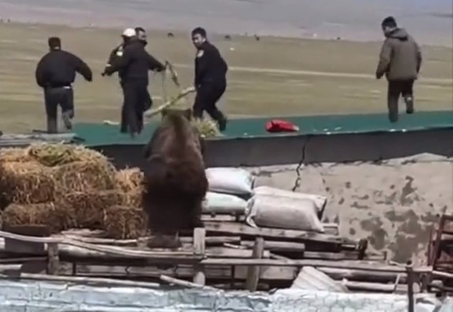 Urso faz ‘parkour’ e sobe em telhado para perseguir grupo