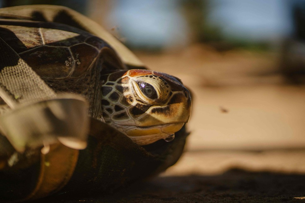 No centro de reabilitação de tartarugas, animais doentes e feridos, muitas vezes sofrendo de feridas e exaustão, recebem cuidados antes de serem devolvidas à natureza — Foto: Fredrik Lerneryd / AFP