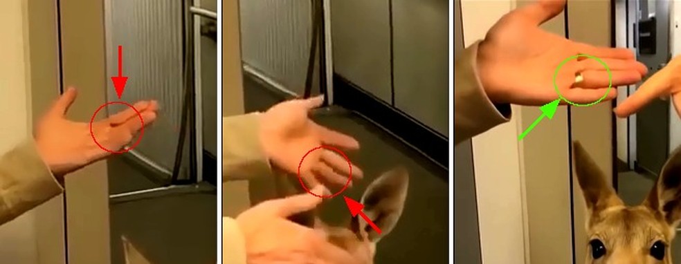 Em vídeo de canguru, anel some e depois reaparece em mão; falhas costumam estar em detalhes — Foto: Reprodução/Redes sociais/Edição de Tiago Freire