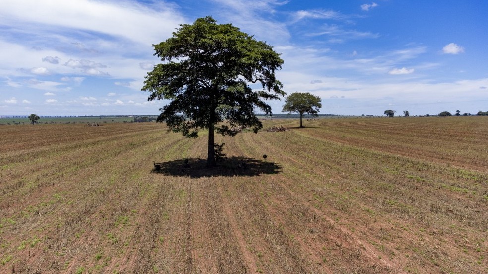 Em um súbito interesse ambiental, Trump questiona controle do desmatamento no Brasil — Foto: Edilson Dantas / Agência O Globo/17/01/2024